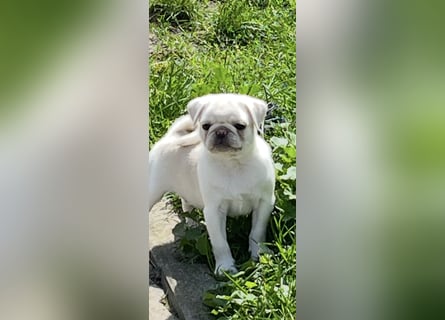 Mops Welpen ( noch 2 Rüde)