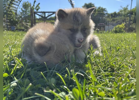 Akita Inu Welpen