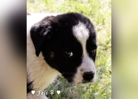 Felix und seine Geschwister suchen ein Zuhause