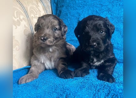 Aussiedoodle Welpen mini / medium F1