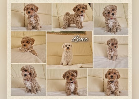 Maltipoo F 1 Welpen