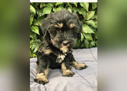 " wir dürfen ausziehen " bezaubernde Tibet Terrier Welpen aus liebervoller Zucht..