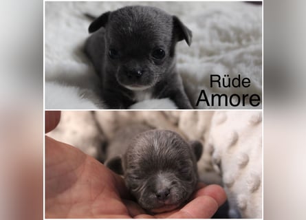 Reinrassige Chihuahua Welpen Kurzhaar