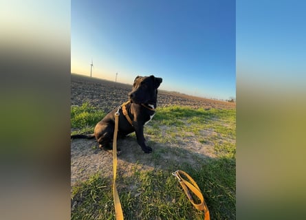 Zuckersüße xxl bully - pitbull hündin