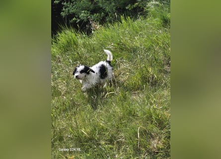 Spanische Wasserhund Welpen reinrassig