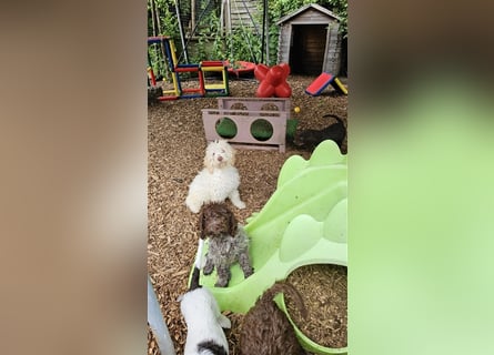 Lagotto Romagnolo Welpen (Rüde und Hündin) vom Fichtelhof