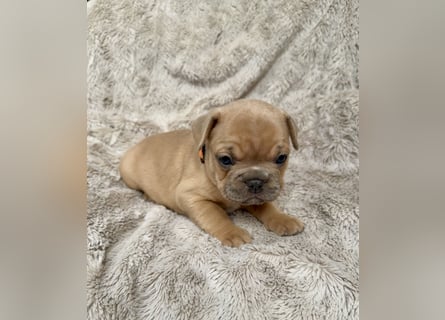 Sportliche Gesunde Französische Bulldoggen aus seriöser Familienzucht!