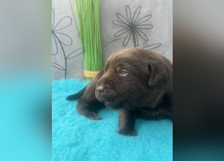 Reinrassige braune Labradorrüden mit Ahnentafel der Showlinie