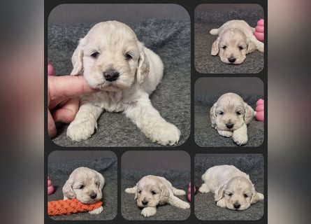 Cockapoo ! Bezaubernde Welpen aus langjähriger, bewährter u. überprüfter Haus/Familienaufzucht.