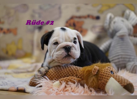 Bezaubernde  & Freiatmende Englische Bulldogge Babys auf Familiensuche