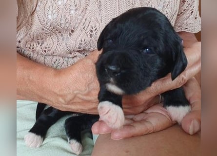 Portugiesische Wasserhund-Welpen aus der Welpenkrippe®