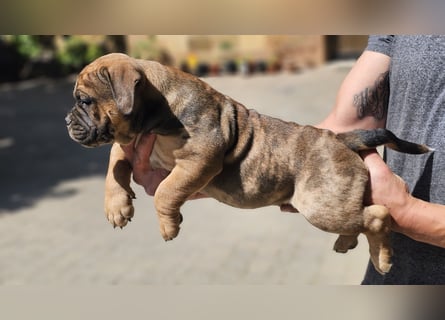 Old English Bulldog Welpen