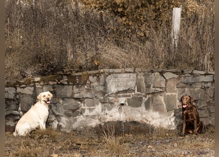 Labrador Welpen aus Körzucht