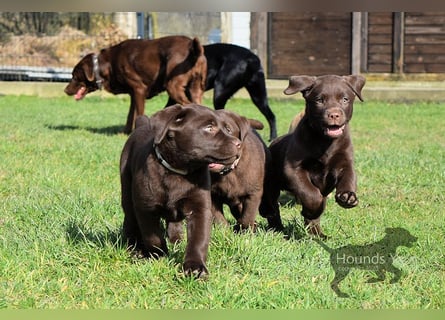 Acht reinrassige Labrador Welpen auf dem Weg in ihr neues Leben...