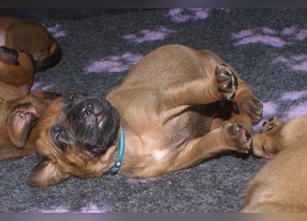 wunderschöne Rhodesian Ridgeback Welpen ! ! ! absolut vitale und einwandfreie kleine Engel