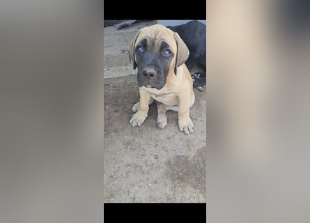 Presa Canario x Cane Corso