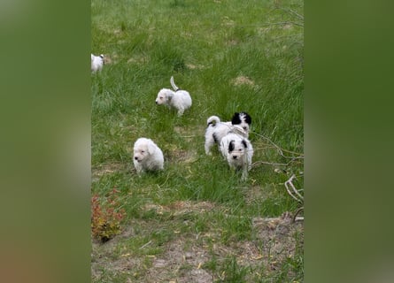 Spanische Wasserhund Welpen reinrassig