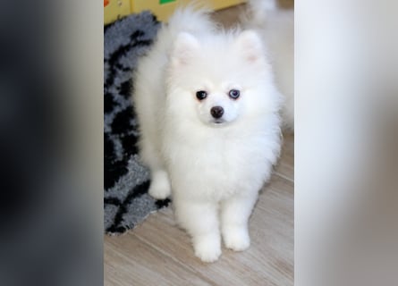 Zwei kleine Eisbären Zwergspitz Pomeranian suchen Kuschelpartner