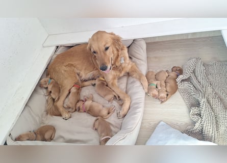 Golden Retriever Welpen