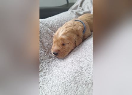 Golden Retriever Welpen
