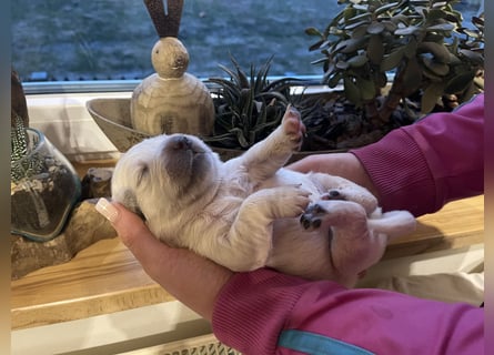 Golden Retriever Welpen aus excellenter Verpaarung
