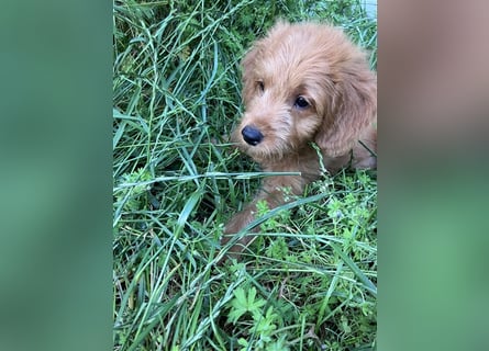 Mini Goldendoodle suchen liebevolles Zuhause