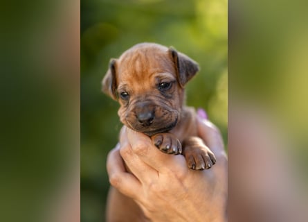 Rhodesian Ridgeback Welpen mit FCI-Ahnentafel
