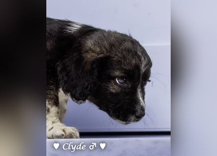 Winzling Clyde, Alopekis-Mix,  sucht ein Zuhause