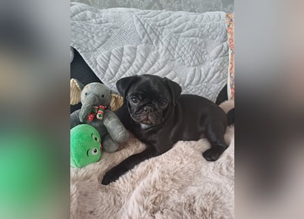 Mops welpen ab sofort Abgabe bereit.