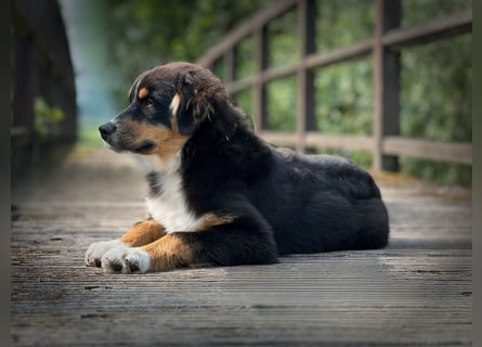 Bezaubernde Australian Shepherd Welpen