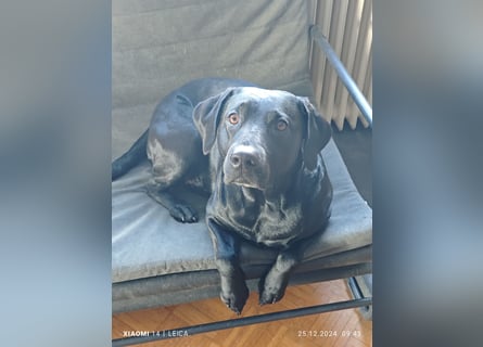 Labradorwelpen suchen bestes Zuhause
