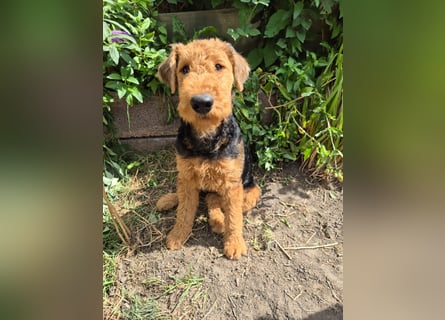 Airedale Terrier Hündin