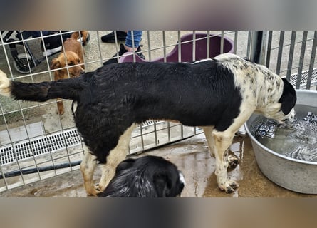Milla - Gute-Laune-Hund wartet auf Sie