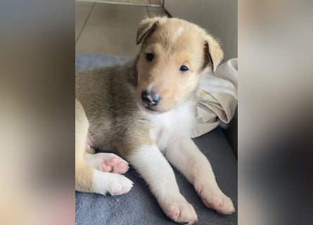 Lang- und Kurzhaar- Collie- Welpen