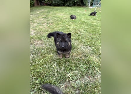 Verkaufe Deutsche Schäferhundwelpen