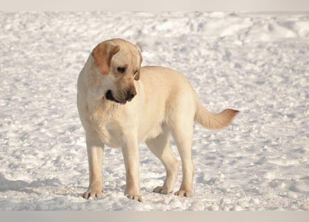 Labrador Welpen mit Ahnentafel, abzugeben ab Mitte /Ende Mai