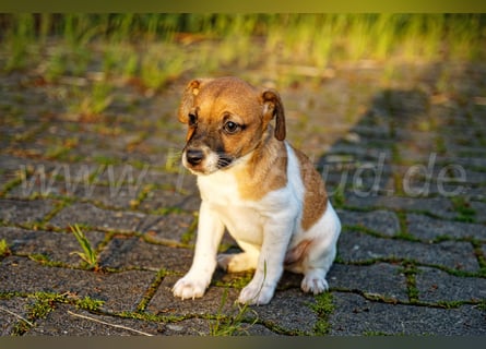 Jack Russell Terrier Welpe (Rüde) abzugeben!