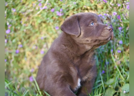 Aussiedor Aussiedorwelpe Welpe Australien Shepherd x Labrador