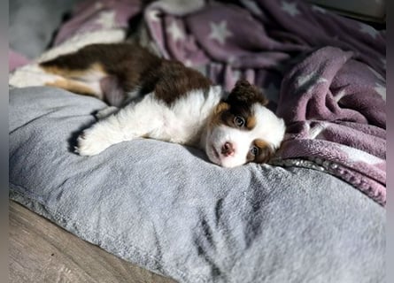 Mini Aussie Hündin / Mini American Shepherds aus Liebevoller Aufzucht