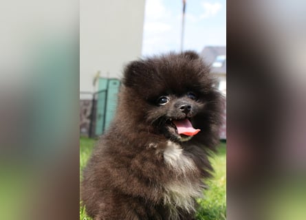 Zwergspitz Pomeranian Welpen in verschiedenen Farben mit Papieren
