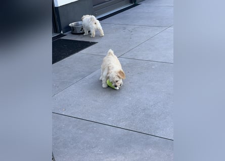 Maltipoo - Welpen - Rüden und Hündin