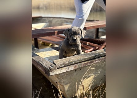 Cane Corso grau  welpen hündin Graue Hündin mit Züchtergarantie EUCH WCh-Linie zu verkaufen