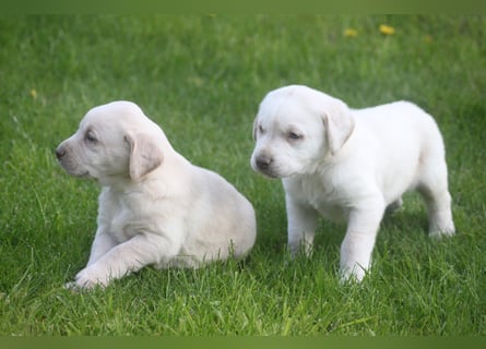Labrador welpen in Tolle farben!