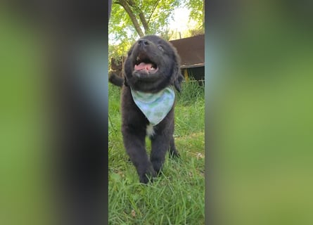 Auszug..Aussiedor F1 Familien und Therapiehund Labrador x Australien Shepherd