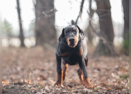 Doberman