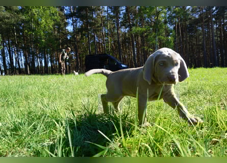 zuckersüße Weimaranerwelpen
