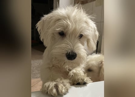 Weiße Zwergschnauzer Welpen nicht haarend reinrassig