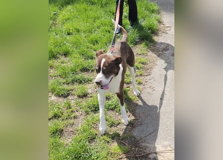 Cayo, 5 Jahre, sucht kompetentes Zuhause