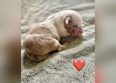 Mini/Miniature Australian Shepherd Welpen mit Papiere