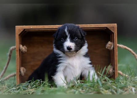 Australian Shepherd Welpen mit ASCA Papieren